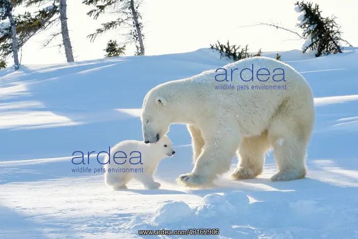 : Polar Bear : Polar Bear