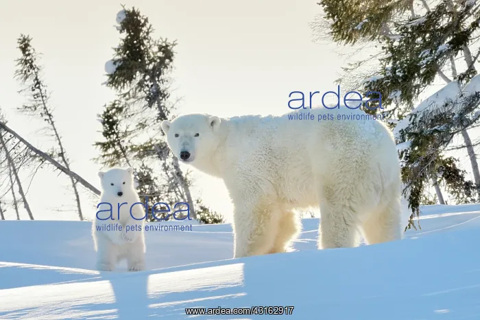 : Polar Bear : Polar Bear