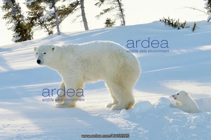 : Polar Bear : Polar Bear