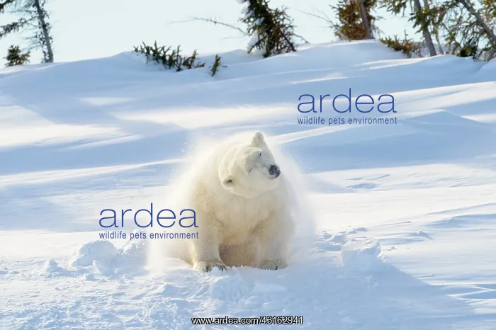 : Polar Bear : Polar Bear