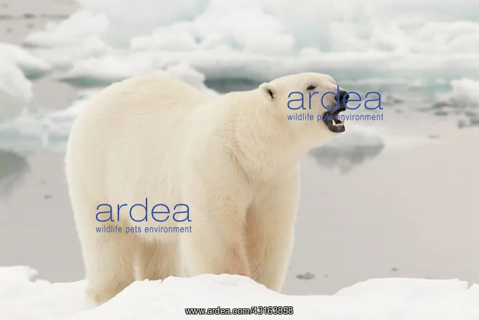 : Polar Bear : Polar Bear