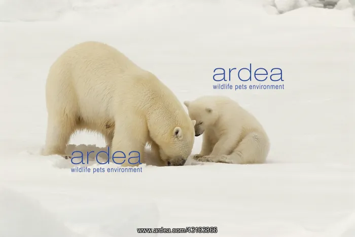 : Polar Bear : Polar Bear