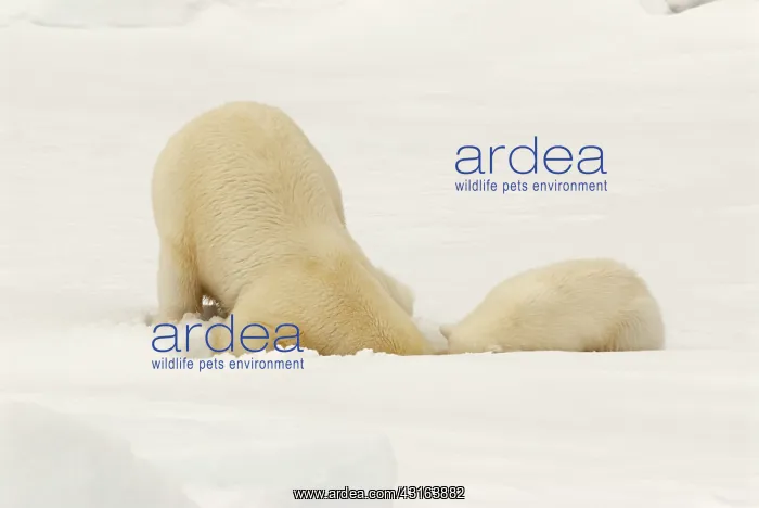 : Polar Bear : Polar Bear