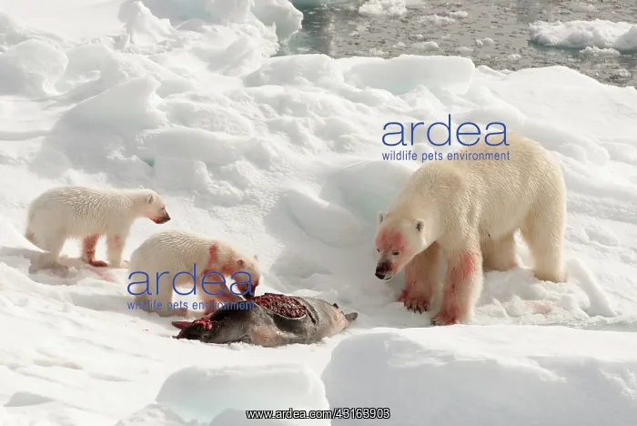 : Polar Bear : Polar Bear