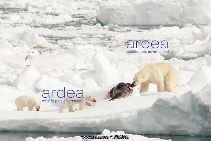 : Polar Bear : Polar Bear