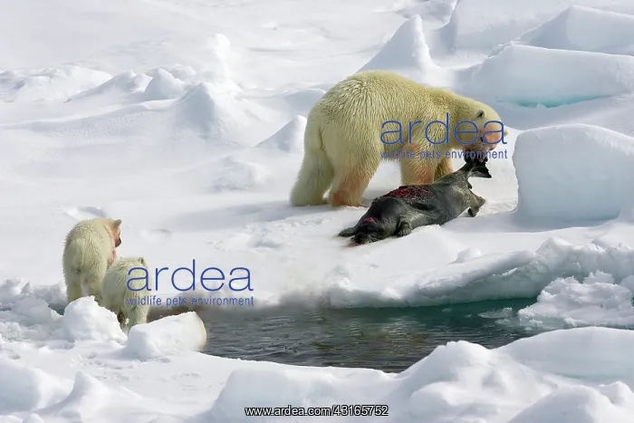 : Polar Bear : Polar Bear
