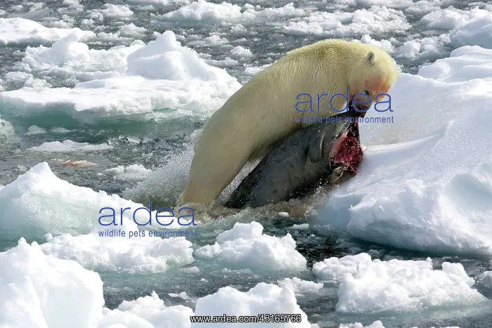 : Polar Bear : Polar Bear