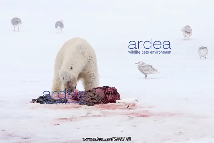 : Polar Bear : Polar Bear