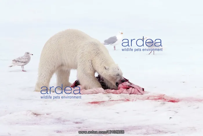 : Polar Bear : Polar Bear