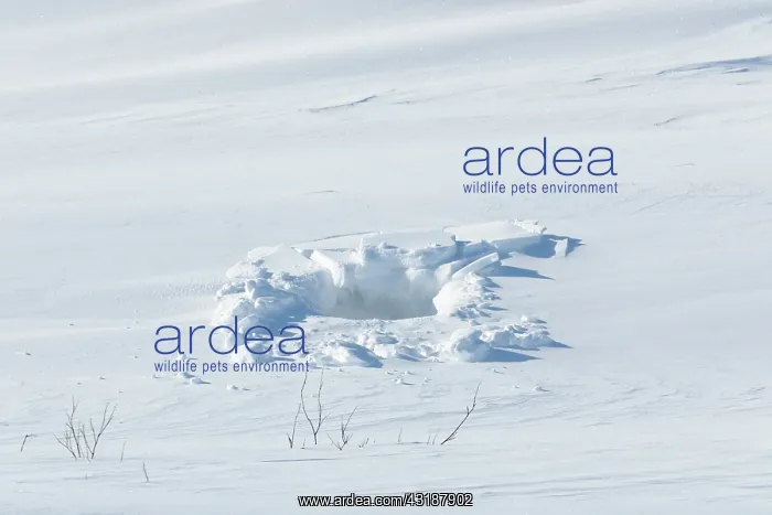 : Polar Bear : Polar Bear