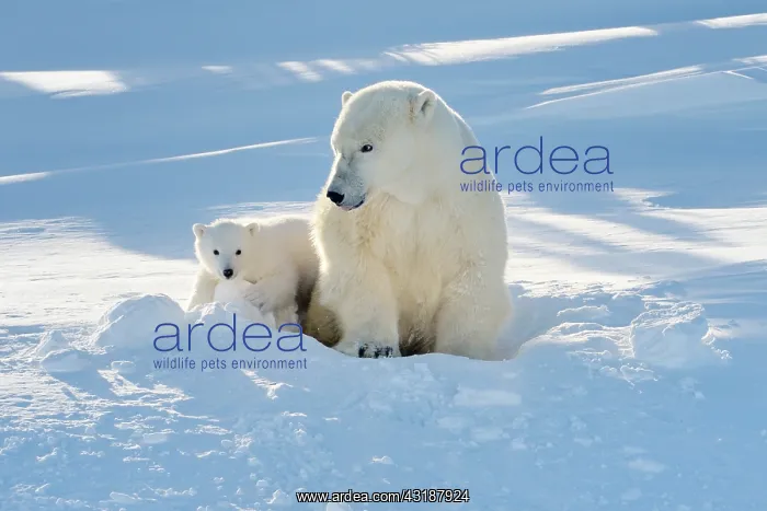 : Polar Bear : Polar Bear
