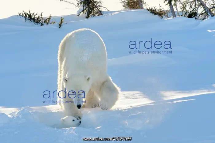 : Polar Bear : Polar Bear
