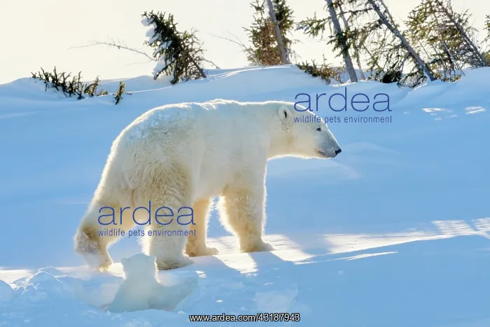 : Polar Bear : Polar Bear