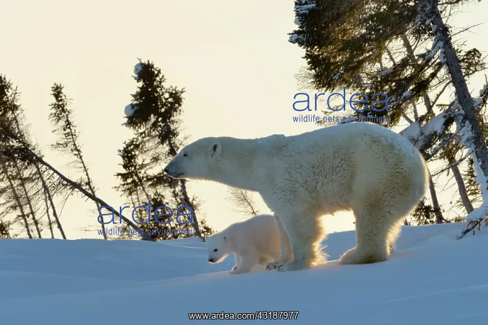 : Polar Bear : Polar Bear