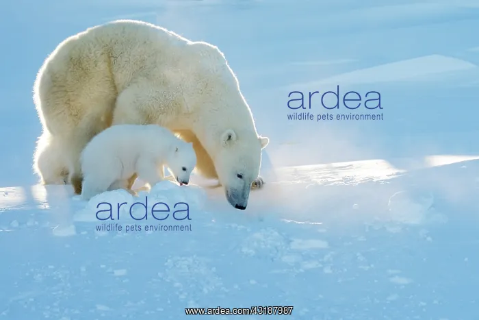  : Polar Bear