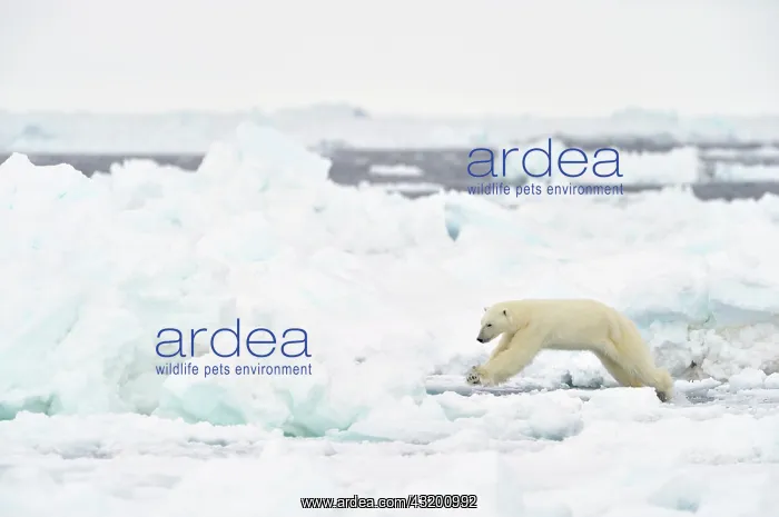  : Polar Bear