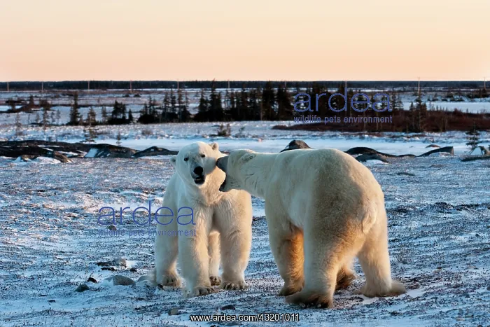 : Polar Bear : Polar Bear
