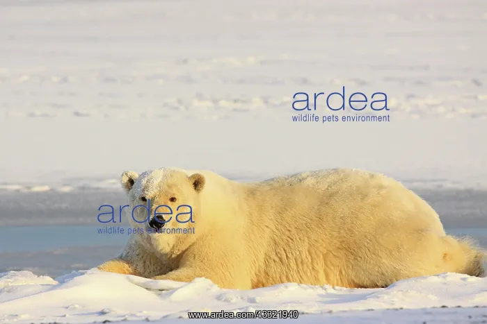 : Polar Bear : Polar Bear