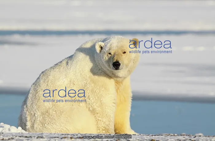 : Polar Bear : Polar Bear