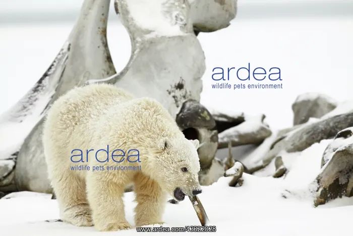  : Polar Bear