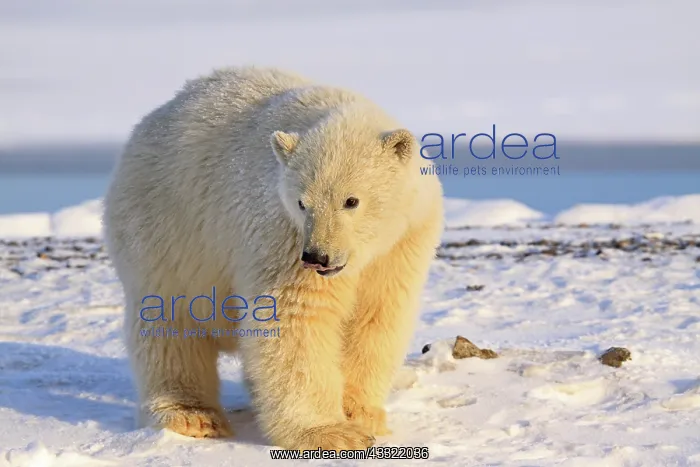 : Polar Bear : Polar Bear