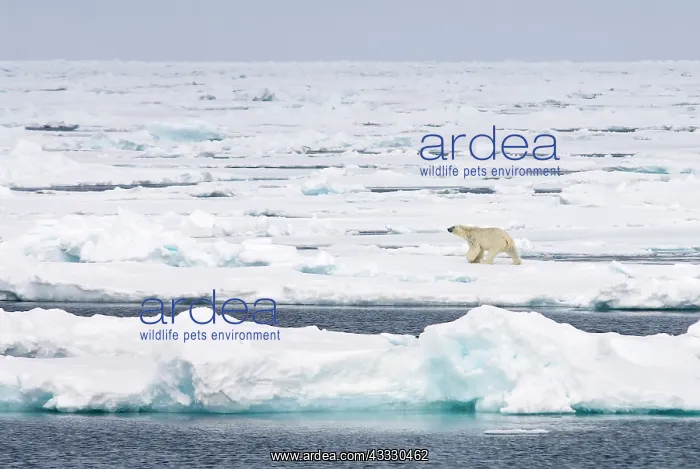 : Polar Bear : Polar Bear