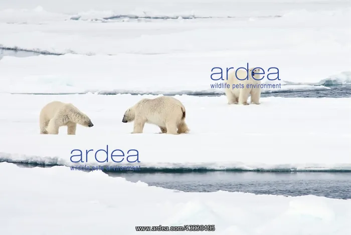  : Polar Bear