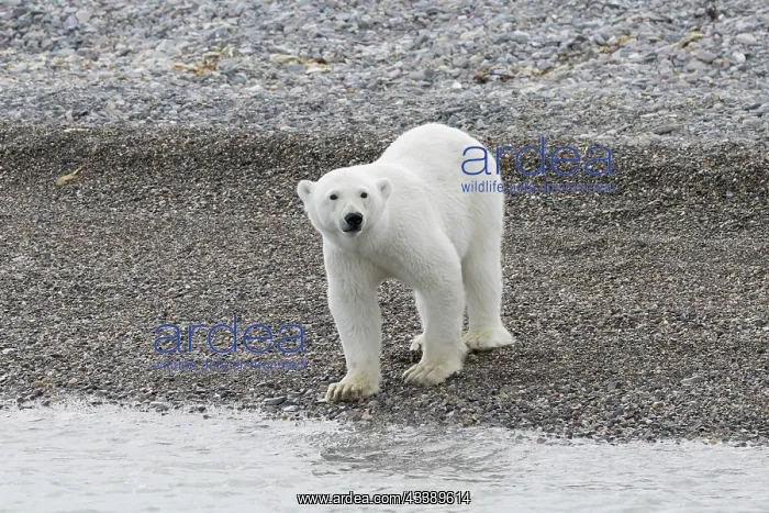 : Polar Bear : Polar Bear