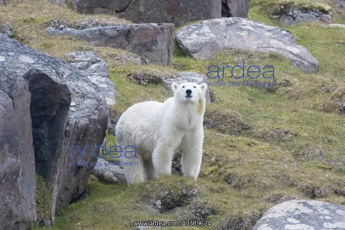 : Polar Bear : Polar Bear
