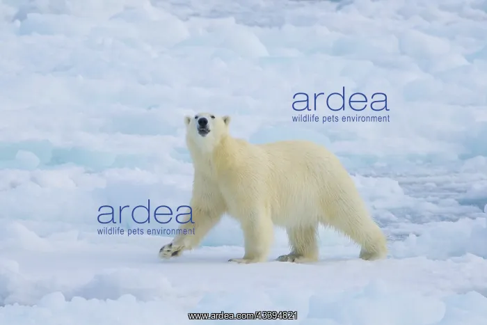 : Polar Bear : Polar Bear