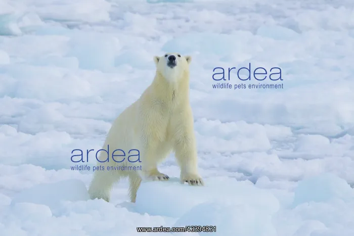 : Polar Bear : Polar Bear