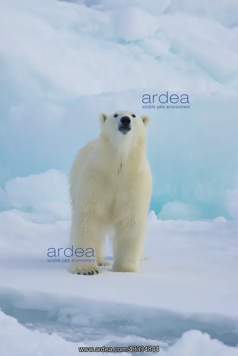 : Polar Bear : Polar Bear