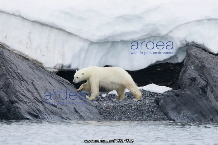 : Polar Bear : Polar Bear