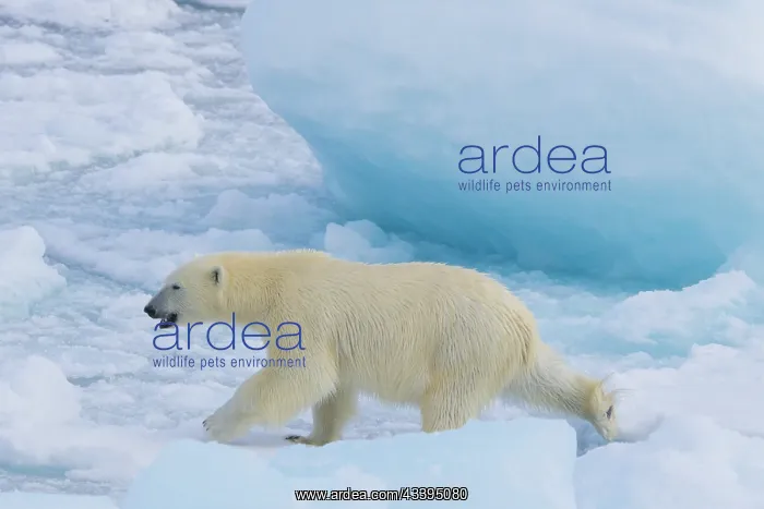 : Polar Bear : Polar Bear