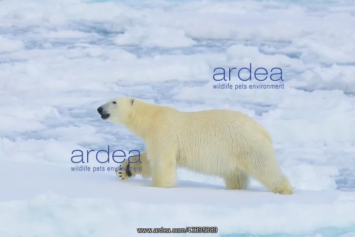  : Polar Bear