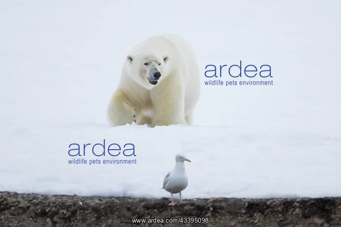 : Polar Bear : Polar Bear