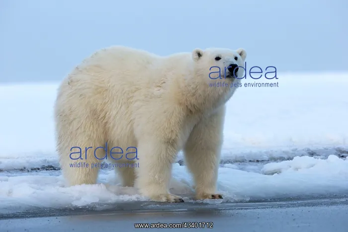 : Polar Bear : Polar Bear