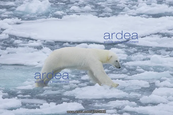 : Polar Bear - adult bear jumping - Norway : Polar Bear - adult bear jumping - Norway