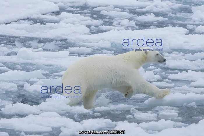 : Polar Bear - adult bear jumping - Norway : Polar Bear - adult bear jumping - Norway