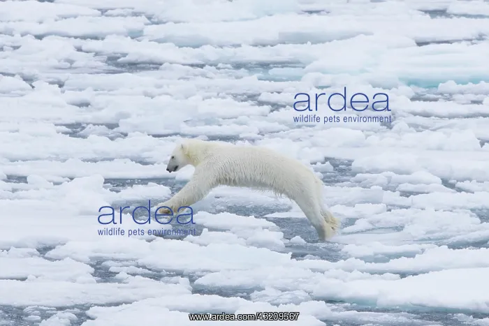 : Polar Bear - adult bear jumping - Norway : Polar Bear - adult bear jumping - Norway