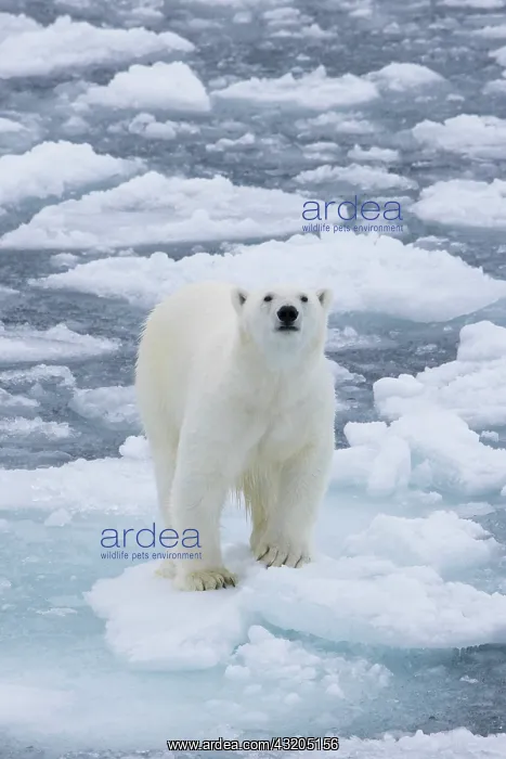: Polar Bear - adult bear standing on an icoue floe - Norway : Polar Bear - adult bear standing on an icoue floe - Norway