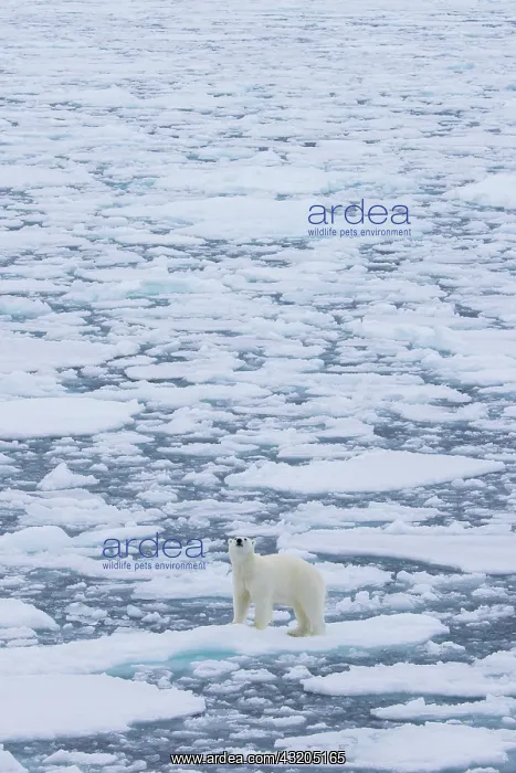 : Polar Bear - adult bear standing on an icoue floe - Norway : Polar Bear - adult bear standing on an icoue floe - Norway