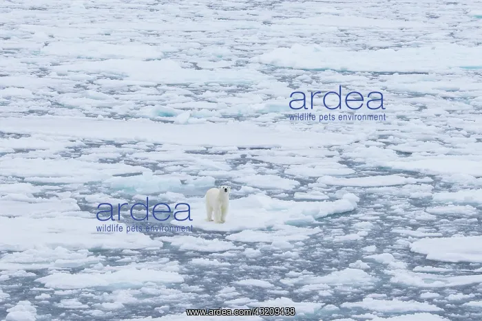 : Polar Bear - adult bear standing on an icoue floe - Norway : Polar Bear - adult bear standing on an icoue floe - Norway