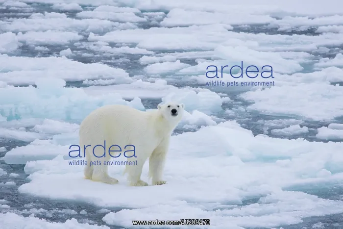 : Polar Bear - adult bear standing on an icoue floe - Norway : Polar Bear - adult bear standing on an icoue floe - Norway