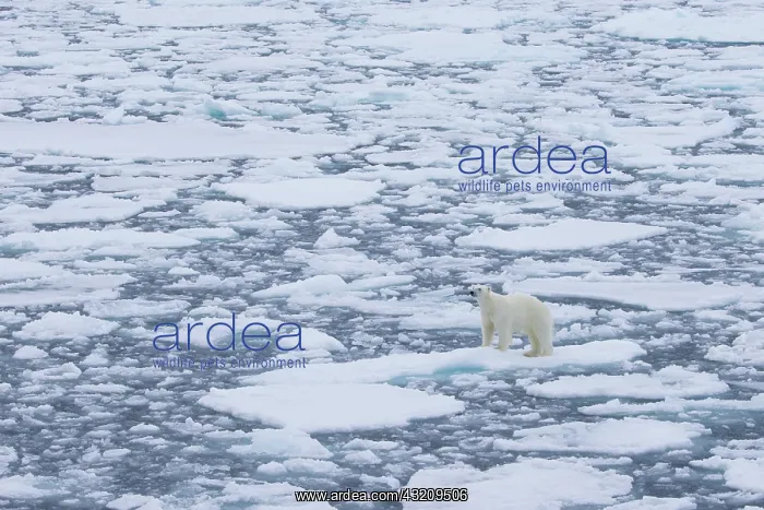 : Polar Bear - adult bear standing on an icoue floe - Norway : Polar Bear - adult bear standing on an icoue floe - Norway