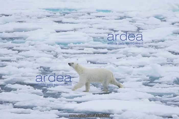 : Polar Bear - adult bear standing on an icoue floe - Norway : Polar Bear - adult bear standing on an icoue floe - Norway