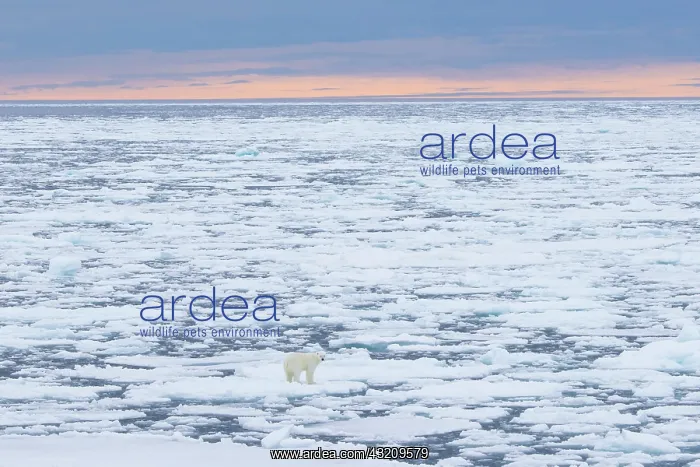 : Polar Bear - adult bear standing on an icoue floe - Norway : Polar Bear - adult bear standing on an icoue floe - Norway
