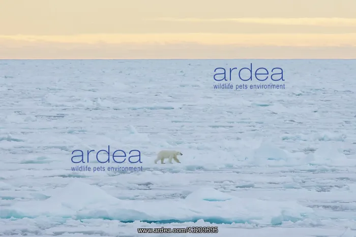 : Polar Bear - adult bear standing on an icoue floe - Norway : Polar Bear - adult bear standing on an icoue floe - Norway