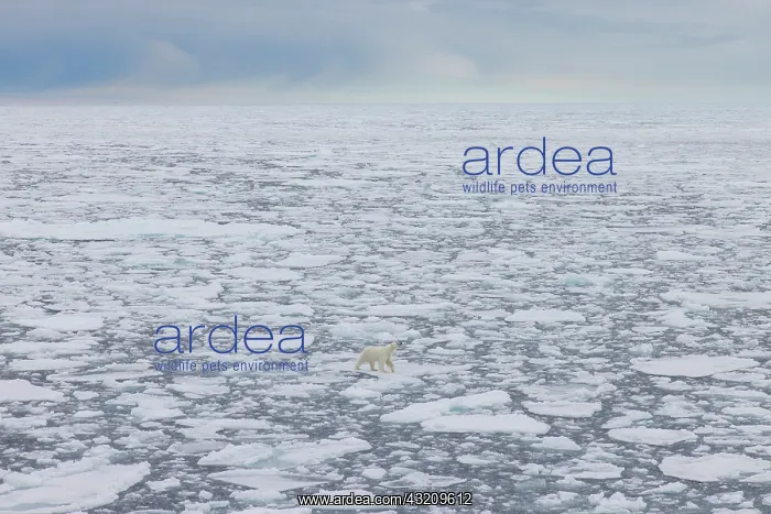 : Polar Bear - adult bear standing on an icoue floe - Norway : Polar Bear - adult bear standing on an icoue floe - Norway