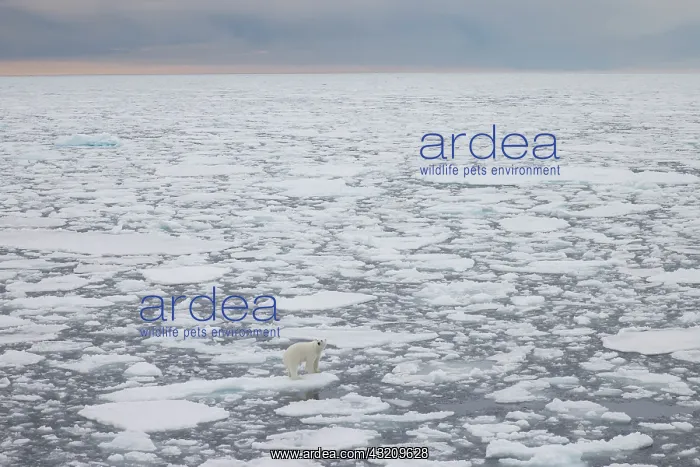 : Polar Bear - adult bear standing on an icoue floe - Norway : Polar Bear - adult bear standing on an icoue floe - Norway
